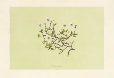 Nohuanu