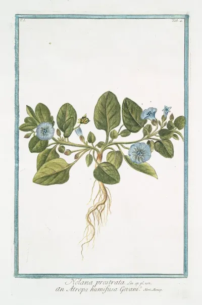 Nolana Prostrata An Atropa Humifusa Govani Trailing Nolana