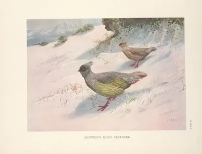 Northern Blood Partridge Ithagenes Sinensis