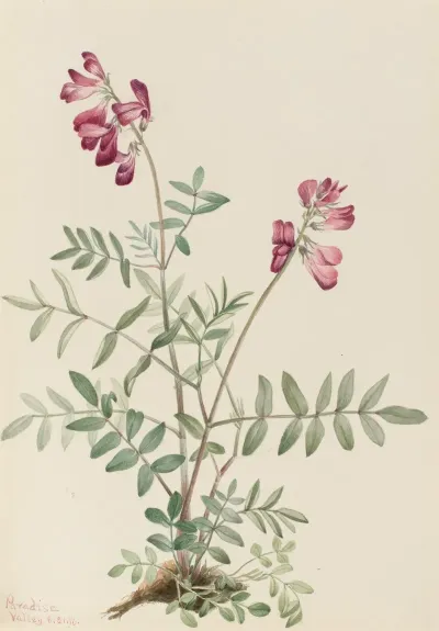 Northern Hedysarum Hedysarum Boreale