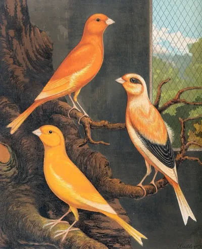 Norwich Canaries 2