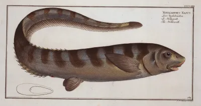 Notacanthus Nasus The Notacanth