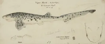 Notorynchus Cepedianus Tas Broad Seven Gill Shark