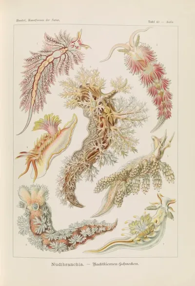 Nudibranchia Nacktkiemen Schnecken