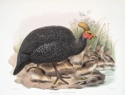 Numida Coronata 2