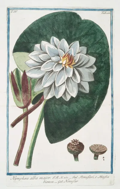Nymphae Alba Major Nenufari E Ninefa Ea Bianca Nenufar White Water Lily