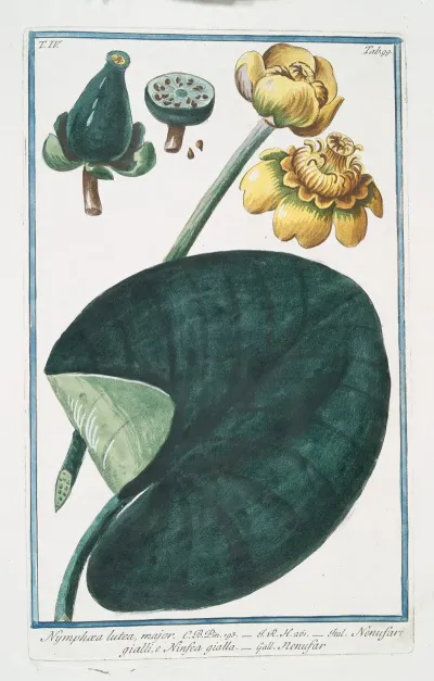 Nymphaea Major Nenufari Gialli E Ninfea Gialla Nenufar Water Lillies