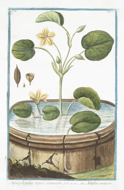 Nymphoides Aquis Innatans Ninfea Minore Water Lily