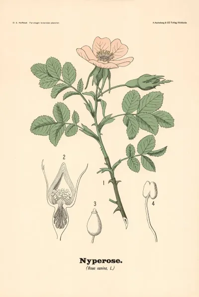 Nyperose Rosa Canina L