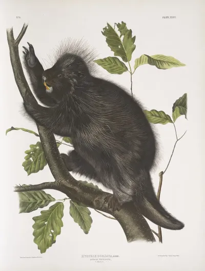 Nystrix Dorsata Canada Porcupine