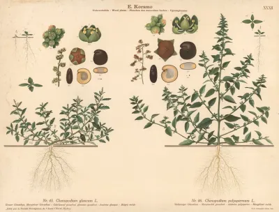 Oak Leaved Goosefoot Glaucous Goodsefoot Manyseeded Goosefoot