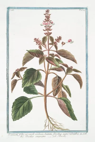 Ocimum Foliis Ex Viridi Violaceis Dentatis Floribus Suave Rubentibus Basilico Sanguigno Basillic Basil