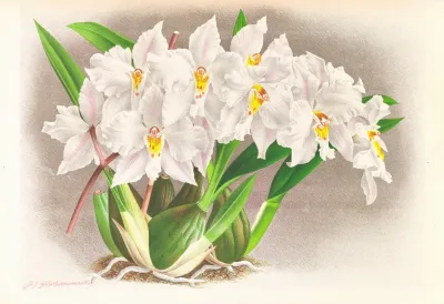 Odontoglossum Alexandrae 2