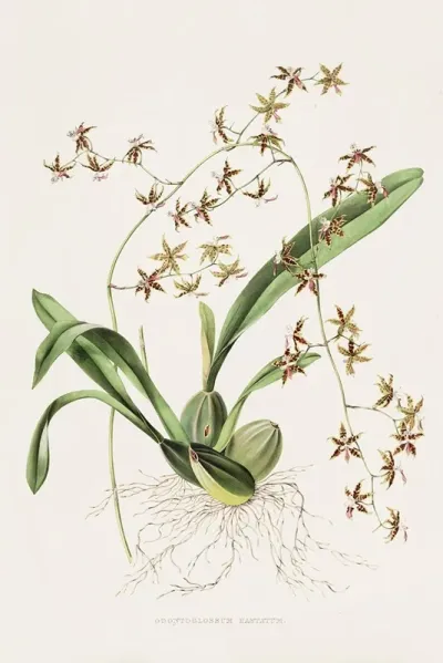 Odontoglossum Hastatum