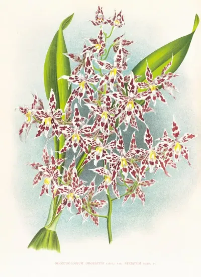 Odontoglossum Odoratum Var Striatum
