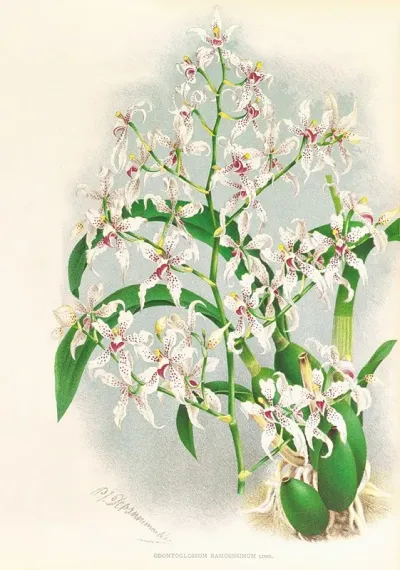 Odontoglossum Ramosissimum