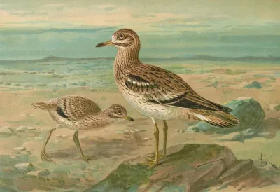 Oedicnemus Oedicnemus