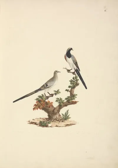 Oena Capensis Namaqua Dove