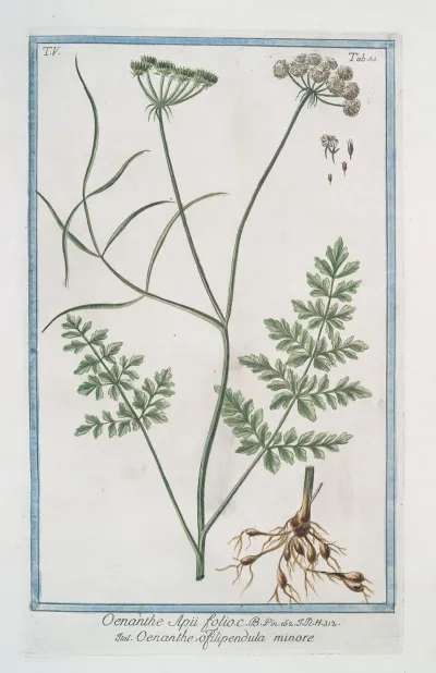 Oenanthe Apii Folii Oenanthe O Filipendula Minore Water Dropwort