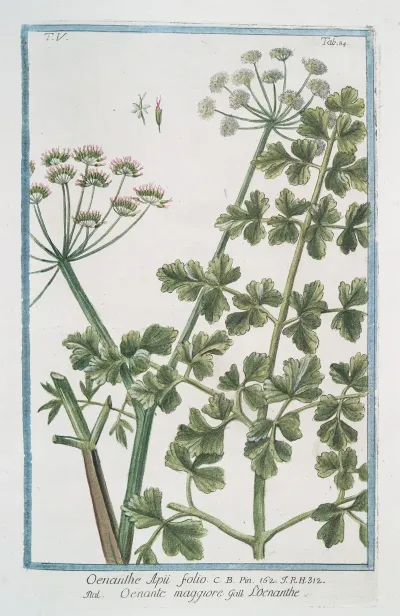 Oenanthe Apii Folio Oenante Maggiore Loenanthe Water Dropwort