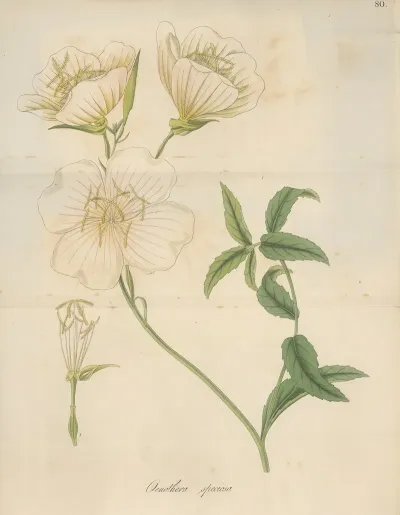 Oenothera Speciosa