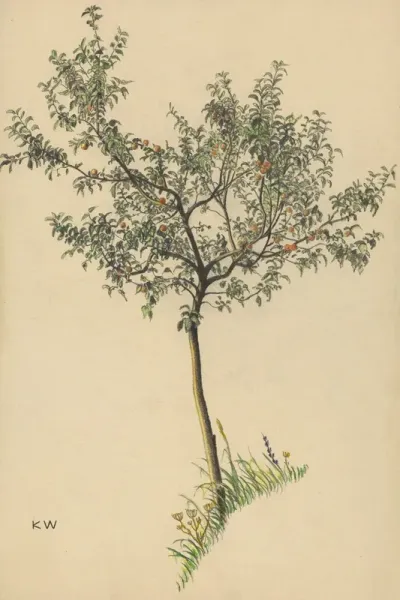 Ohne Titel Obstbaum