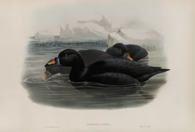 Oidemia Nigra Scoter