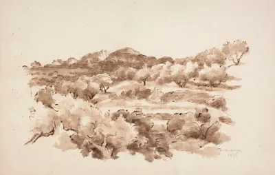 Olive Groves In La Ciotat