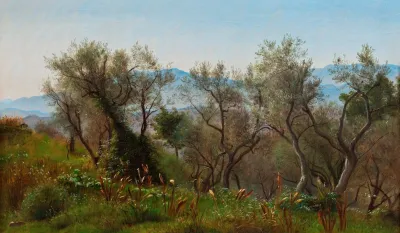 Olive Trees Near Olevano