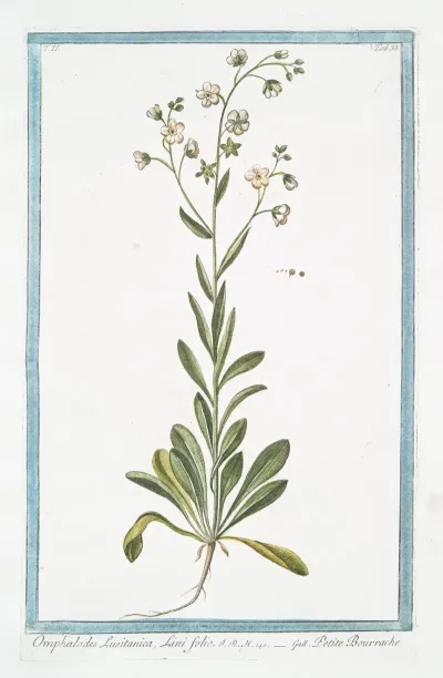Omphalodes Lusitanica Lini Folio Petite Bourrache Navelwort