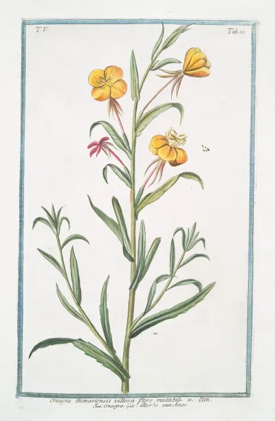 Onagra Bonariensis Villosa Flore Mutabili Onagra Lherbe Aux Anex