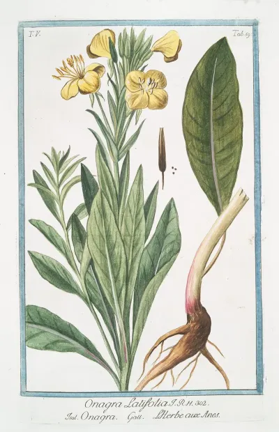 Onagra Latifolia Onagra Lherbe Aux Anes Primerose