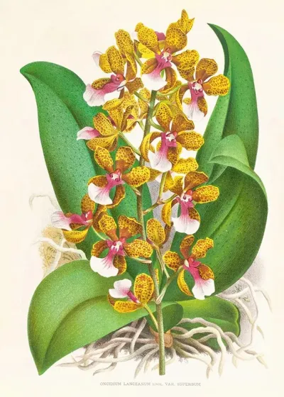 Oncidium Lannceanum
