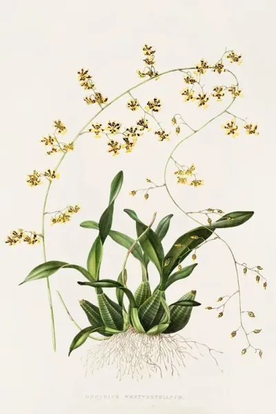 Oncidium Wentworthianum