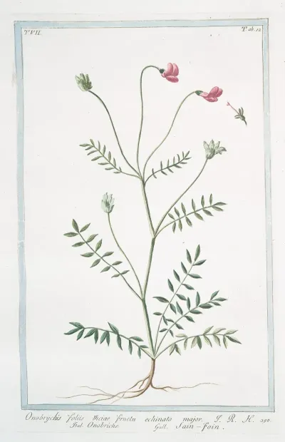 Onobrychis Foliis Viciae Fructu Echinato Major Onobriche Sain Foin