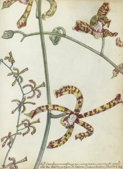 Oostindische Bloem Cambang Matjang