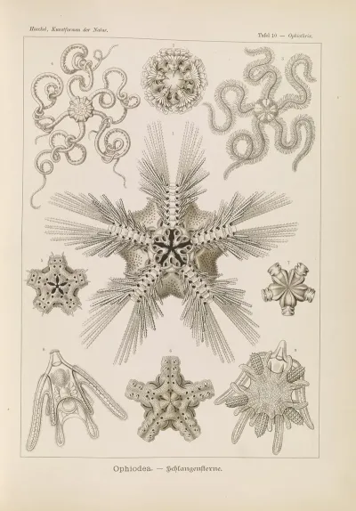 Ophiodea Schlangensterne