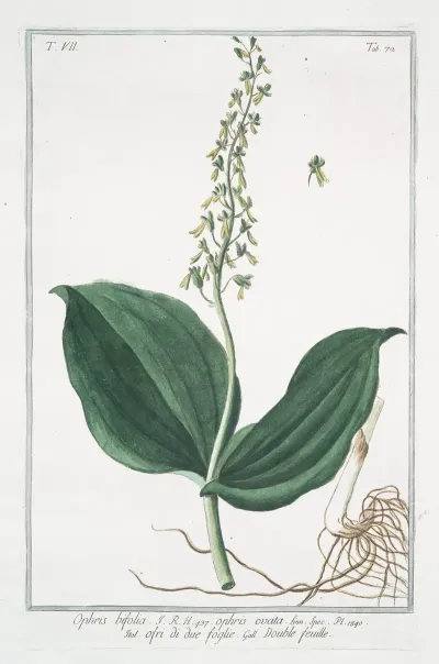 Ophris Bifolia Ophris Ovata Ofri Di Due Foglie Double Feuille Two Leaved Ophrys
