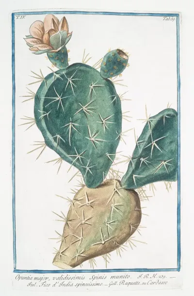Opuntia Major Validissimis Spinis Munito Fico Dindia Spinissimo Raquette Ou Cardasse Indian Fig Semaphore Prickly Pear