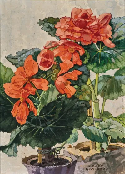 Orange Begonien