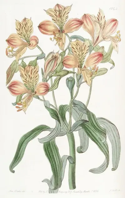 Orange Flowered Alstraemeria