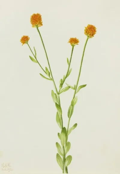 Orange Polygala Polygala Lutea 2