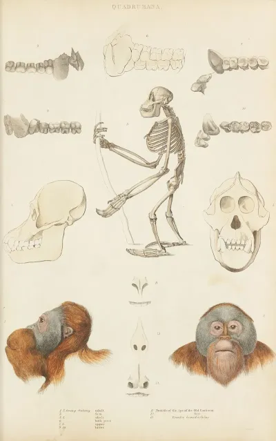 Orangoutang Nostrils Of The Ape Of The Old Continent