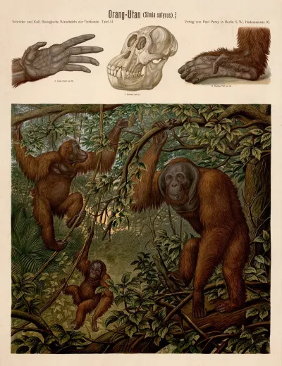 Orangutan Simia Satyrus