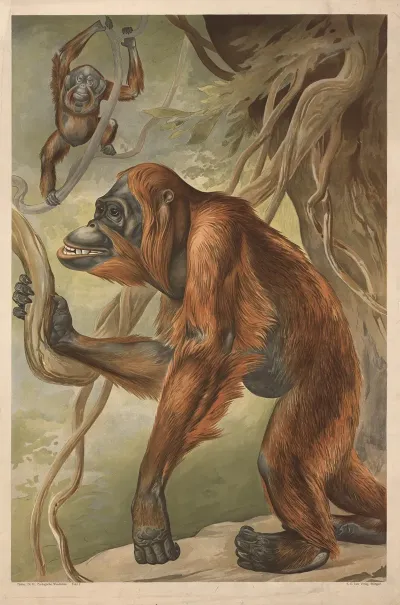 Orangutan
