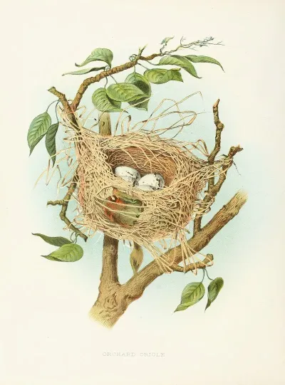 Orchard Oriole