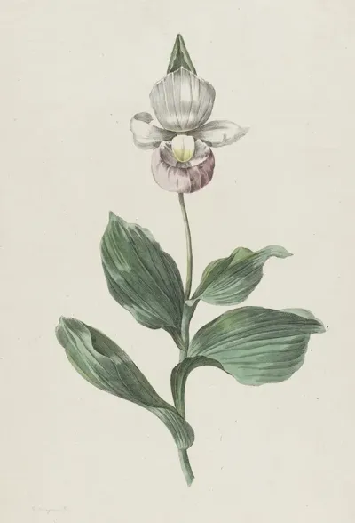Orchidee Vrouwenschoentje Cypripedium Reginae Walter