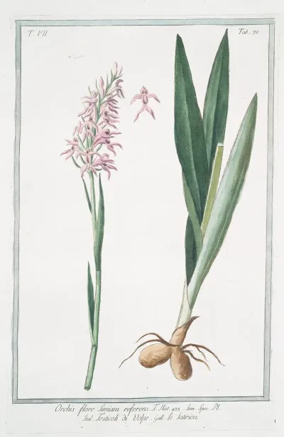Orchis Flore Simiam Referems Testicoli Di Volpe Le Satirion Early Purple Orchis
