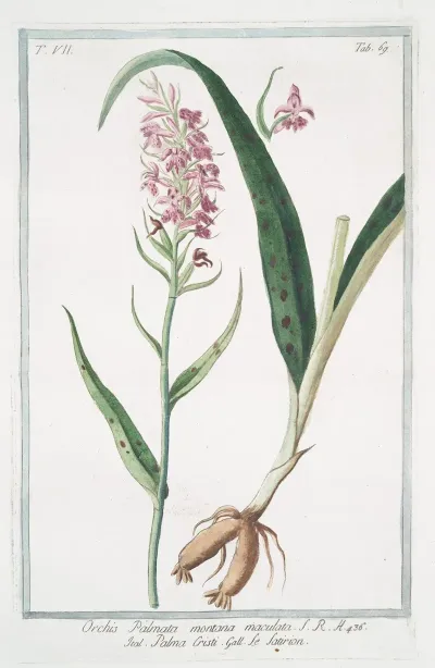 Orchis Palmata Montana Maculata Palma Cristi Le Satirion Early Purple Orchis