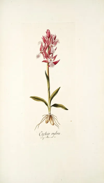 Orchis Rubra